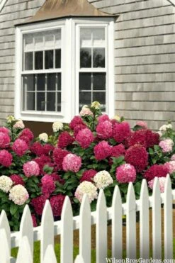 Little Lime Punch Hydrangea - 3 Gallon Pot -Green Haven Sales hydrangea paniculata little lime punch 2