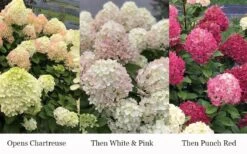 Little Lime Punch Hydrangea - 3 Gallon Pot -Green Haven Sales hydrangea paniculata little lime punch 3