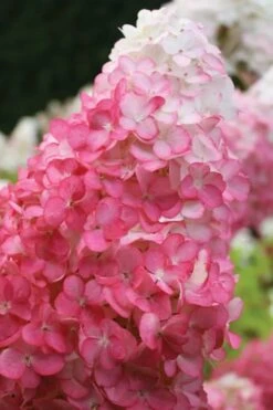 Vanilla Strawberry Hydrangea - 1 Gallon Pot 13 Vanilla Strawberry Hydrangea - 1 Gallon Pot -Green Haven Sales hydrangea paniculata vanilla strawberry 20