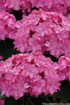 Let's Dance 'Can Do' Hydrangea - 2 Gallon Pot -Green Haven Sales hydrangea serrata lets dance can do 2