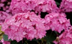 Let's Dance 'Can Do' Hydrangea - 2 Gallon Pot -Green Haven Sales hydrangea serrata lets dance can do 3