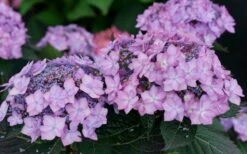 Let's Dance 'Can Do' Hydrangea - 2 Gallon Pot -Green Haven Sales hydrangea serrata lets dance can do 7