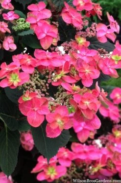 Tuff Stuff Red Mountain Hydrangea - 3 Gallon Pot -Green Haven Sales hydrangea serrata tuff stuff red mountain 2