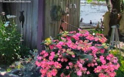 Tuff Stuff Red Mountain Hydrangea - 3 Gallon Pot -Green Haven Sales hydrangea serrata tuff stuff red mountain 4