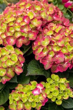 Tilt-A-Swirl Hydrangea - 3 Gallon Pot - SALE -Green Haven Sales hydrangea tilt a whirl 500x750 1