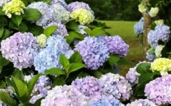 Dear Dolores Hydrangea - 2 Gallon Pot -Green Haven Sales hydrangea20dear20delores