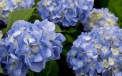 Dear Dolores Hydrangea - 2 Gallon Pot -Green Haven Sales hydrangea20dear20delores202