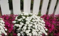 Alexander's White Candy Tuft (Iberis) - 1 Gallon Pot -Green Haven Sales iberis sempervirens alexanders white 3
