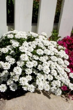 Alexander's White Candy Tuft (Iberis) - 1 Gallon Pot -Green Haven Sales iberis sempervirens alexanders white 4