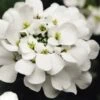 Alexander's White Candy Tuft (Iberis) - 1 Gallon Pot