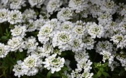 Alexander's White Candy Tuft (Iberis) - 1 Gallon Pot -Green Haven Sales iberis sempervirens snowflake candytuft 1