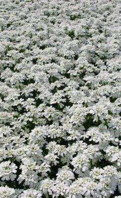 Alexander's White Candy Tuft (Iberis) - 1 Gallon Pot -Green Haven Sales iberis sempervirens snowflake candytuft 3