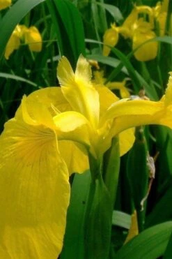 Yellow Flag Iris - 6 Pack Of 1 Gallon Pots -Green Haven Sales iris pseudacorus yellow flag 11