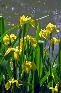 Yellow Flag Iris - 6 Pack Of 1 Gallon Pots -Green Haven Sales iris pseudacorus yellow flag 13
