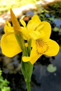 Yellow Flag Iris - 6 Pack Of 1 Gallon Pots -Green Haven Sales iris pseudacorus yellow flag 15
