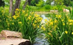 Yellow Flag Iris - 6 Pack Of 1 Gallon Pots -Green Haven Sales iris pseudacorus yellow flag 16
