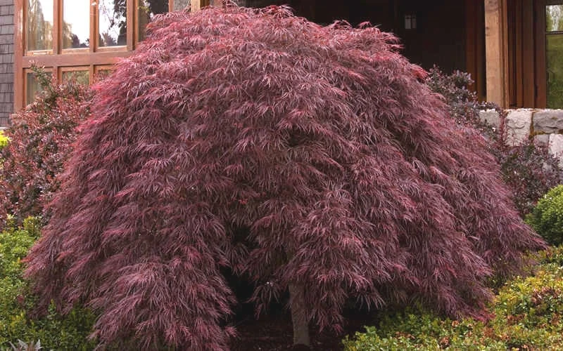 Crimson Queen Dwarf Japanese Maple (High Graft Tree Form) - 1 Gallon Pot 4 Crimson Queen Dwarf Japanese Maple (High Graft Tree Form) - 1 Gallon Pot - Image 4