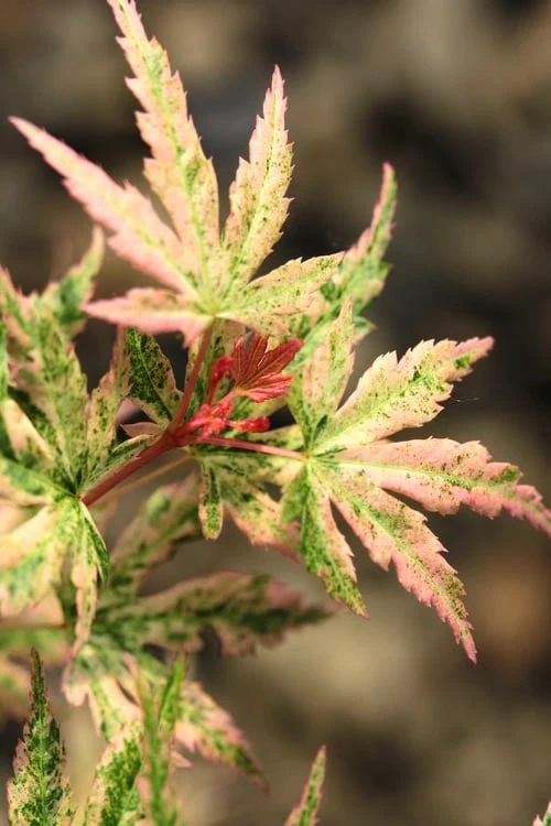 Radiant Variegated Japanese Maple - 3 Gallon Pot 1 Radiant Variegated Japanese Maple - 3 Gallon Pot