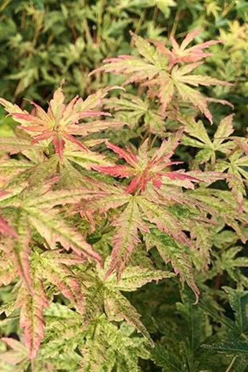 Radiant Variegated Japanese Maple - 3 Gallon Pot 4 Radiant Variegated Japanese Maple - 3 Gallon Pot - Image 4