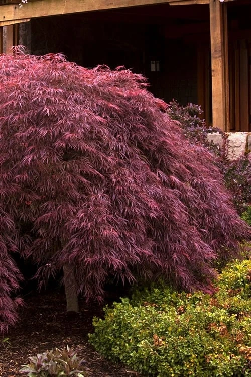 Crimson Queen Dwarf Japanese Maple (High Graft Tree Form) - 1 Gallon Pot 1 Crimson Queen Dwarf Japanese Maple (High Graft Tree Form) - 1 Gallon Pot