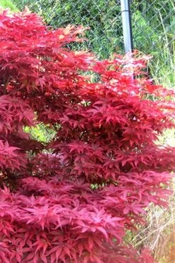 Fireglow Red Leaf Japanese Maple - 3 Gallon Pot -Green Haven Sales japanese maple fireglow 11