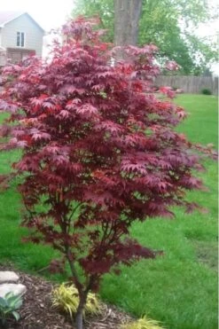 Fireglow Red Leaf Japanese Maple - 3 Gallon Pot -Green Haven Sales japanese maple fireglow 12