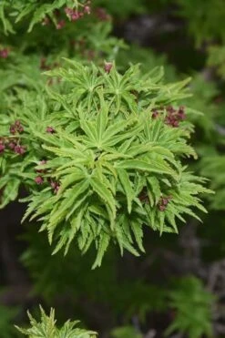 Lions Head Japanese Maple (Acer Palmatum 'Shishigashira') - 2.5 Gallon Pot -Green Haven Sales japanese maple lions head shishigashira 1