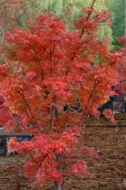 Lions Head Japanese Maple (Acer Palmatum 'Shishigashira') - 2.5 Gallon Pot -Green Haven Sales japanese maple lions head shishigashira 4