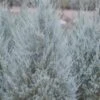 Moonglow Pyramidal Blue Juniper - 7 Gallon Pot (3-4')