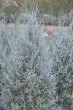 Moonglow Pyramidal Blue Juniper - 7 Gallon Pot (3-4')