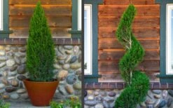 Spartan Juniper - 6 Pack Of 1 Gallon Pots -Green Haven Sales juniper20spartan202