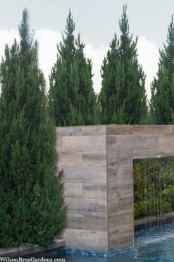 Spartan Juniper - 6 Pack Of 1 Gallon Pots -Green Haven Sales juniperus chinensis spartan columnar juniper 20