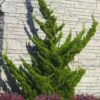 Hollywood Torulosa Juniper - 1 Gallon Pot