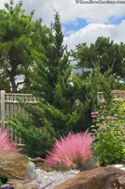 Hollywood Torulosa Juniper - 1 Gallon Pot -Green Haven Sales juniperus chinensis torulosa hollywood 101