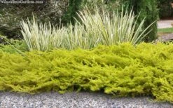 All Gold Golden Pacific Juniper - 2 Gallon Pot -Green Haven Sales juniperus conferta all gold pacific shore juniper 21