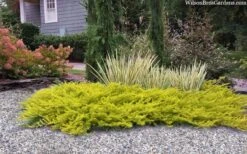 All Gold Golden Pacific Juniper - 2 Gallon Pot -Green Haven Sales juniperus conferta all gold pacific shore juniper 22