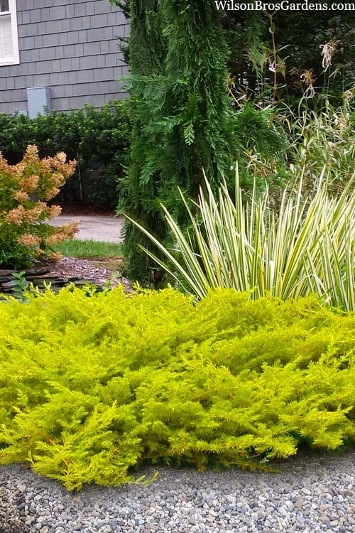 Green Haven Sales -Green Haven Sales juniperus conferta all gold pacific shore juniper 23