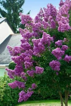 Twilight Purple Crape Myrtle - 3 Gallon Pot -Green Haven Sales lagerstroemia indica twilight purple crape myrtle tree 1 1