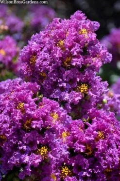 Purple Magic Crape Myrtle Tree (Multi Trunk) - 7 Gallon Pot -Green Haven Sales lagerstroemia purple magic crape myrtle single trunk tree 5