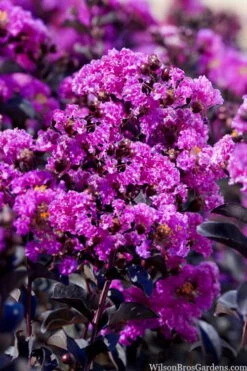 Black Diamond 'Purely Purple' Crape Myrtle - 3 Gallon Pot -Green Haven Sales lagestroemia indica purely purple black diamond crape myrtle 1