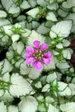 Red Nancy Lamium - 5 Pack Of Pint Pots -Green Haven Sales lamium maculatam red nancy spotted dead nettle 2
