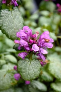 Red Nancy Lamium - 5 Pack Of Pint Pots -Green Haven Sales lamium maculatam red nancy spotted dead nettle 3