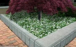 Purple Dragon Lamium - 6 Pack Of Pint Pots -Green Haven Sales lamium maculatam white nancy spotted dead nettle 105