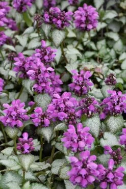 Purple Dragon Lamium - 6 Pack Of Pint Pots -Green Haven Sales lamium maculatum purple dragon 3