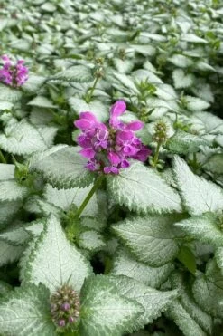 Purple Dragon Lamium - 6 Pack Of Pint Pots -Green Haven Sales lamium maculatum purple dragon 7