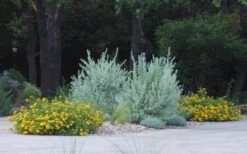 New Gold Hardy Lantana - 6 Pack Of 1 Gallon Pots -Green Haven Sales lantana new gold 11