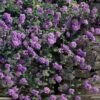 Trailing Lavender Lantana - 5 Pack Of Pint Pots