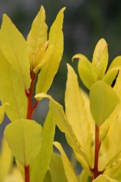 Sicilian Sunshine Sweet Bay Laurel (Laurus Nobilis) - 1 Gallon Pot -Green Haven Sales laurus nobilis sicilian sunshine sweet bay laurel 5