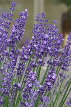 Big Time Blue Lavender - 6 Pack Of 1 Gallon Pots -Green Haven Sales lavandula angustifolia big time blue lavender 1 1