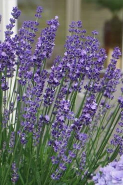 Big Time Blue Lavender - 6 Pack Of 1 Gallon Pots -Green Haven Sales lavandula angustifolia big time blue lavender 2 1